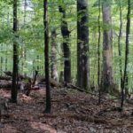 České lesy se staly jednotvárnějšími
