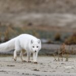 Norsko se krmnými programy snaží obnovit populaci polárních lišek