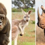KVÍZ: Poznáte zvířata ze ZOO? Úspěšnost nad 80 % mají jen opravdoví mistři