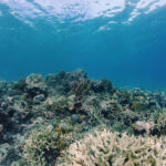 NOAA: Více než 80 procent korálů bledne kvůli vysokým teplotám