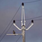Zabraňte úhynu dravců monitoringem nebezpečných elektrických sloupů