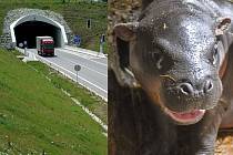 Zavřený jihlavský tunel, malý hrošík se má čile k světu a nový parkovací dům. Zavřený jihlavský tunel, malý hrošík se má čile k světu a nový parkovací dům.