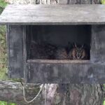 Živě přímo z budky: Díky kamerám mohou lidé sledovat výchovu mláďat kalouse ušatého