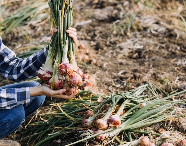 Česnek z farmy Jura. Foto: se souhlasem farmáře