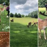ZOO bez vstupného si pochvalují rodiny s dětmi i pejskaři
