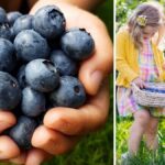 Samosběr borůvek 2025: V obchodech jsou zbytečně předražené