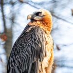 Mladý orlosup bradatý na potulce doletěl z Bulharska až k Ostravě – místu, kde se vylíhnul