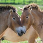 Pražská zoo přepraví do Kazachstánu dalších osm koní Převalského
