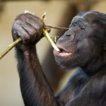 V Kinshase pečují o osiřelá mláďata šimpanzů bonobo lidské náhradní matky