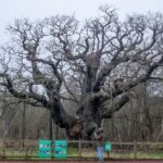 Legendární sherwoodský dub spojený s Robinem Hoodem odumřel