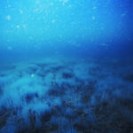 Na dně Indického oceánu vědci objevili 1200 kilometrů dlouhé pohřebiště velryb Na dně Indického oceánu vědci objevili 1200 kilometrů dlouhé pohřebiště velryb