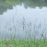 Místo kontaminovaného jezírka po bývalé Tesle v Králíkách vznikne přírodní zóna Místo kontaminovaného jezírka po bývalé Tesle v Králíkách vznikne přírodní zóna