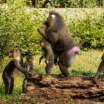 Dodržujte pravidla a nekrmte zvířata v zoo