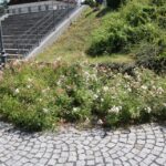 Ekologická pustina – plnokvěté kultivary a další hlouposti a rozmary v krajinářské architektuře