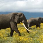 Návrat tygrů, karet, tuňáků a slonů ukazuje, že ochrana přírody funguje. Trend zmenšujících se populací obratlovců ale podle zprávy WWF trvá Návrat tygrů, karet, tuňáků a slonů ukazuje, že ochrana přírody funguje