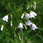Olomoucká botanická zahrada zachraňuje zvonovec liliolistý, daří se množit