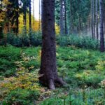 Přirozenou obnovu lesa v přírodních rezervacích Beskyd ovlivňuje okus zvěří